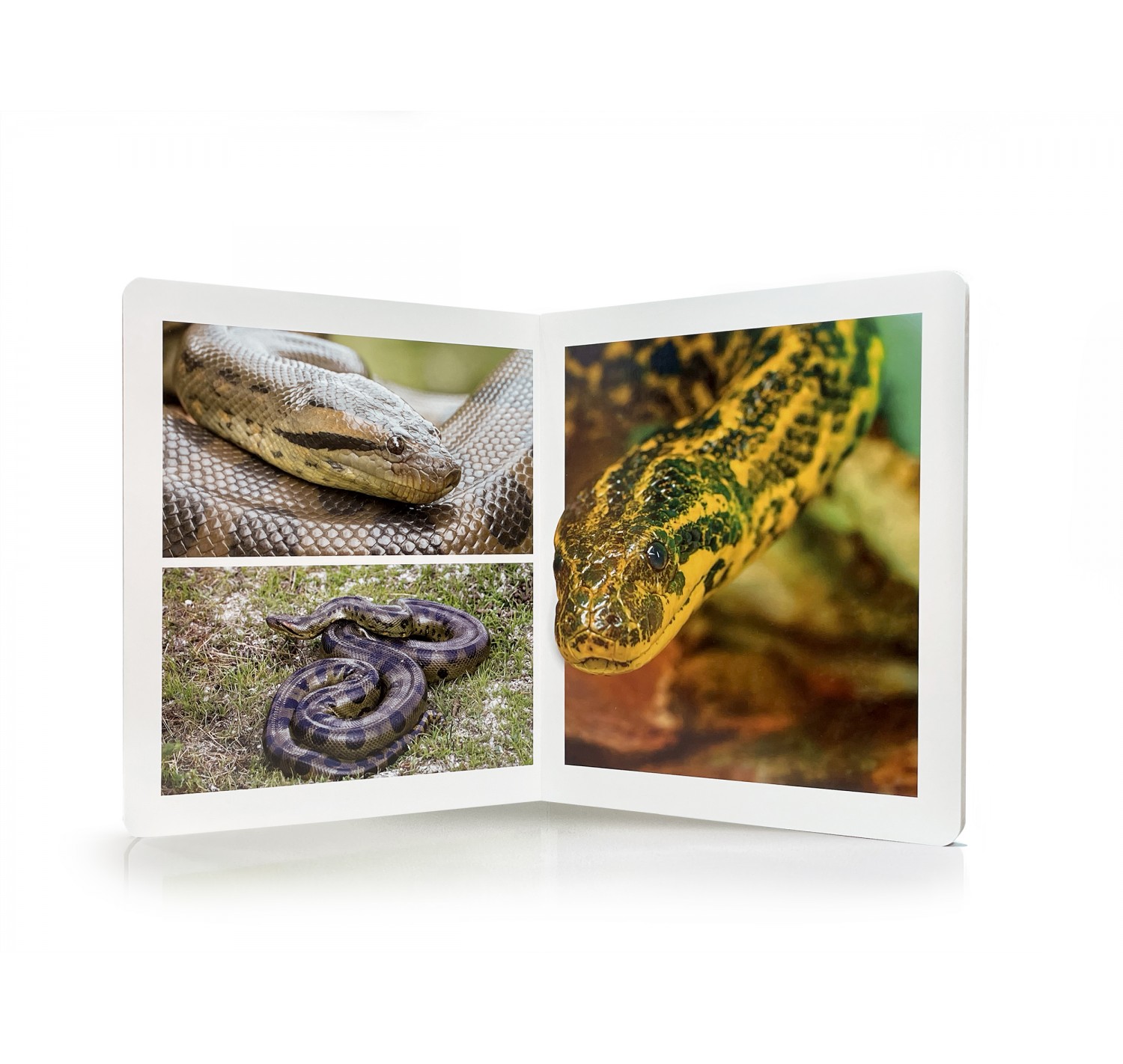 los-animales-de-la-selva-gran-formato (1)